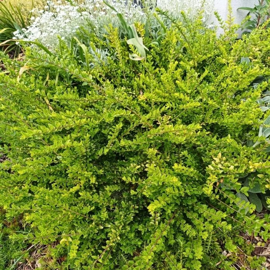 Lonicera pileata CS9 - Törpe lonc