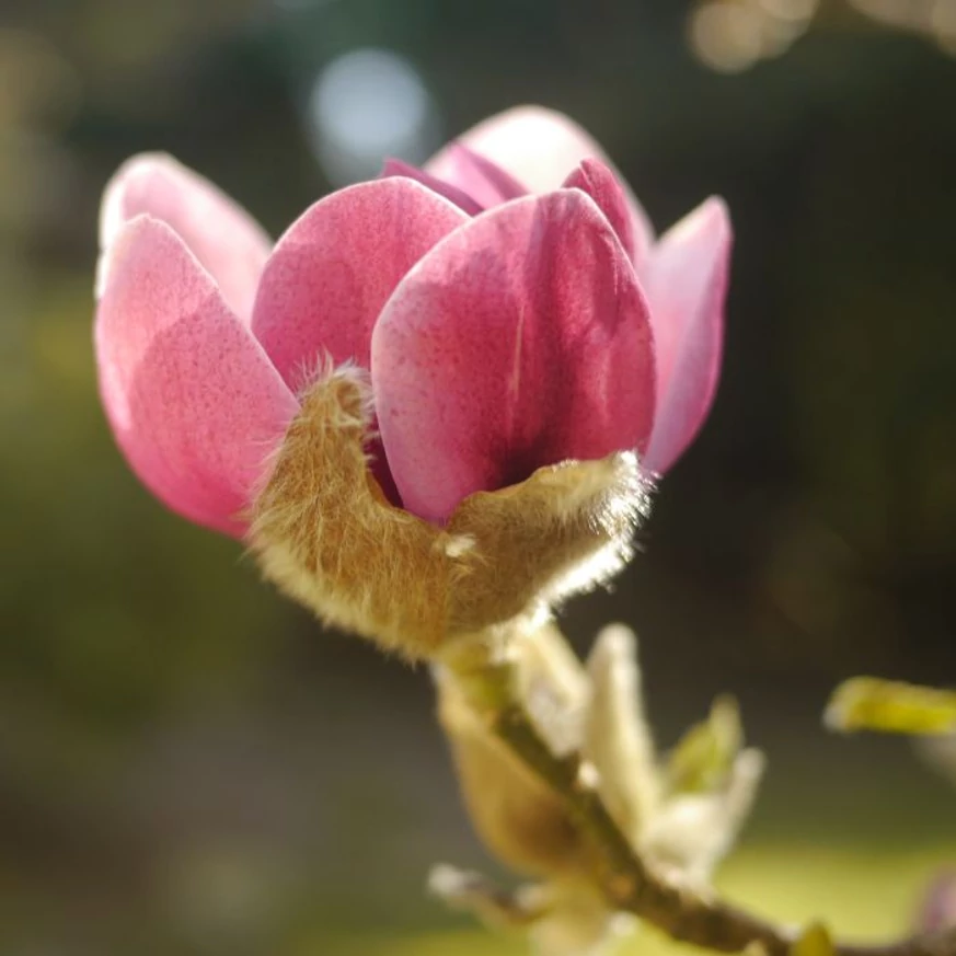 A Black Tulip magnólia kerekded virágszirmokkal rendelkezik.