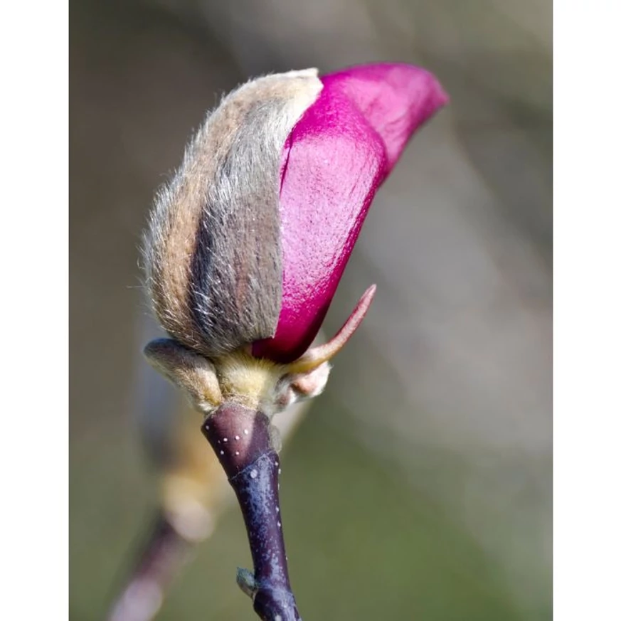 Black Tulip magnólia virágbimbója. 