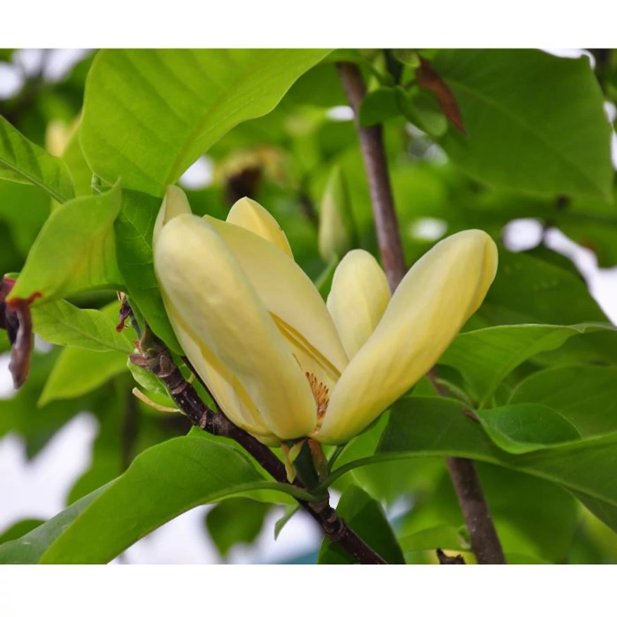 A Daphne liliomfa virágai a levelekkel egyszerre jelennek meg.