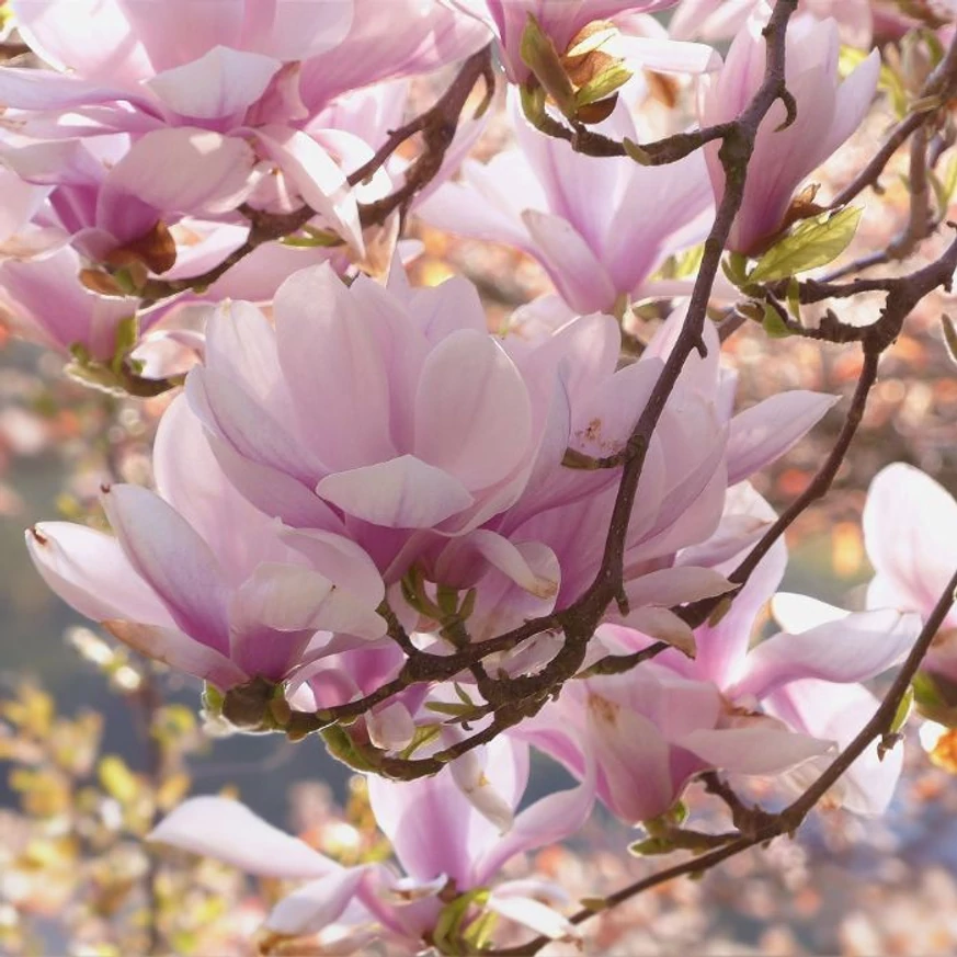 Magnolia soulangeana FL - Nagyvirágú liliomfa