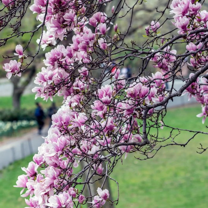 Magnolia soulangeana FL - Nagyvirágú liliomfa