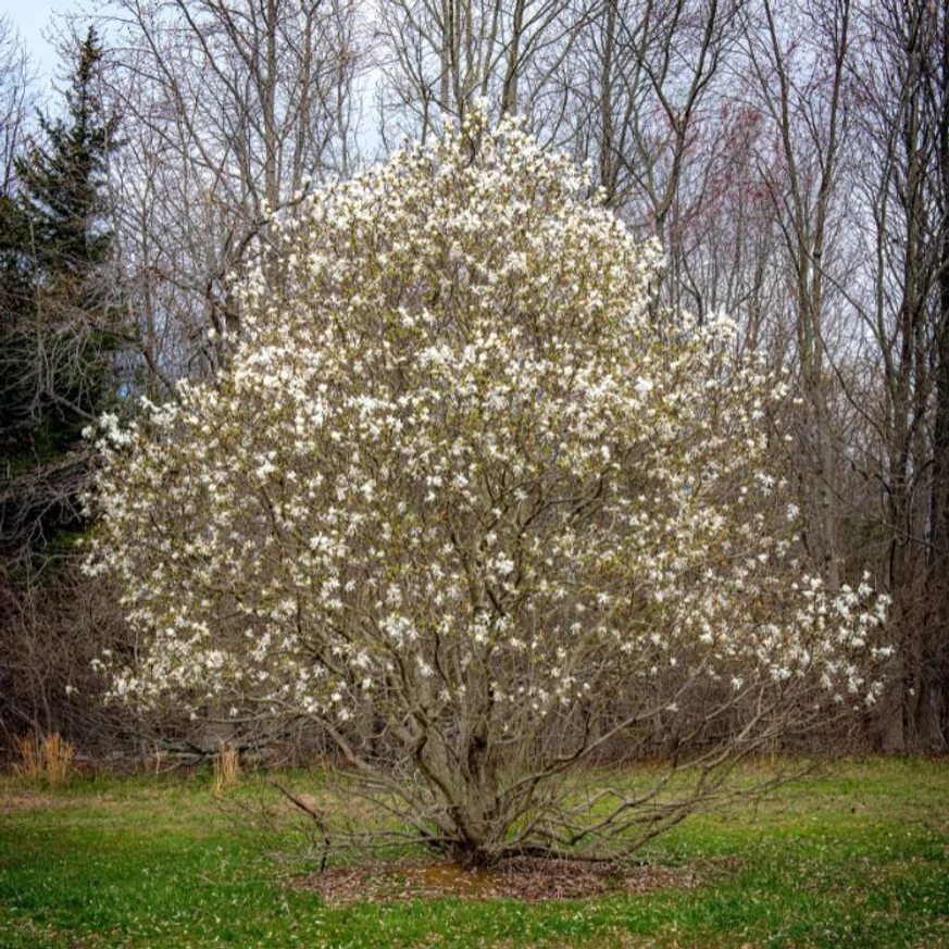 Magnolia stellata cserje kinézete és habitusa kora tavasszal.