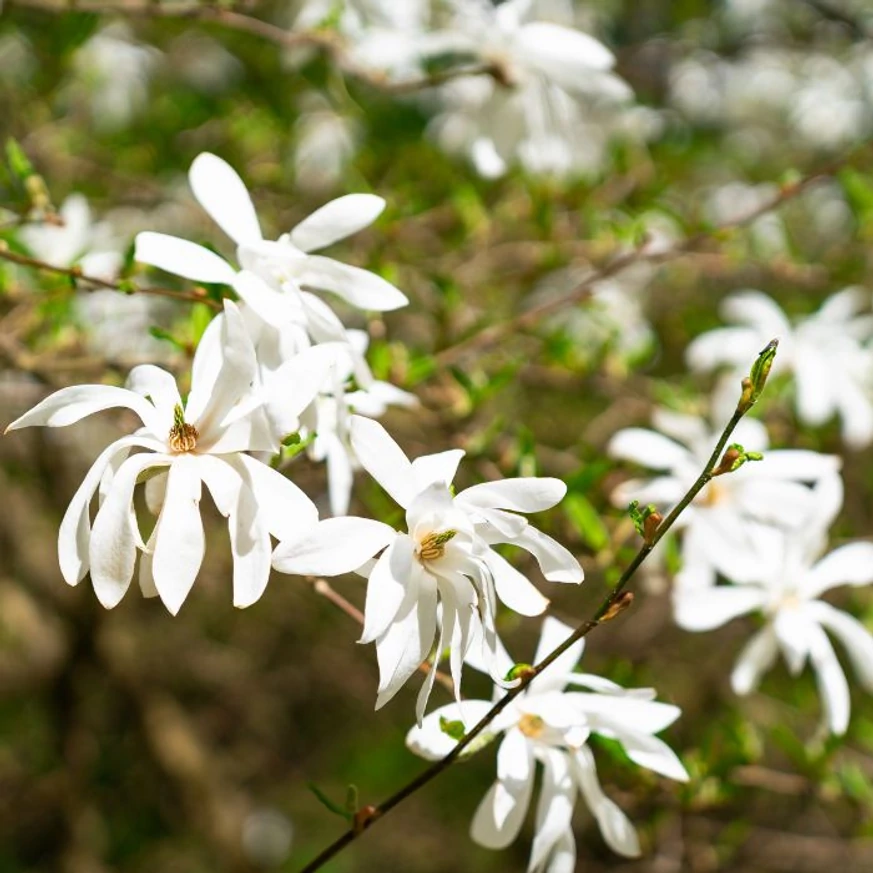 Kora tavasszal nyílnak a Magnolia stellata virágai, még lombfakadás előtt.