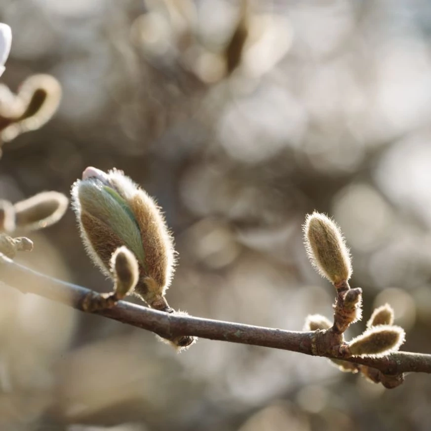 A Magnolia stellata virágbimbói. 