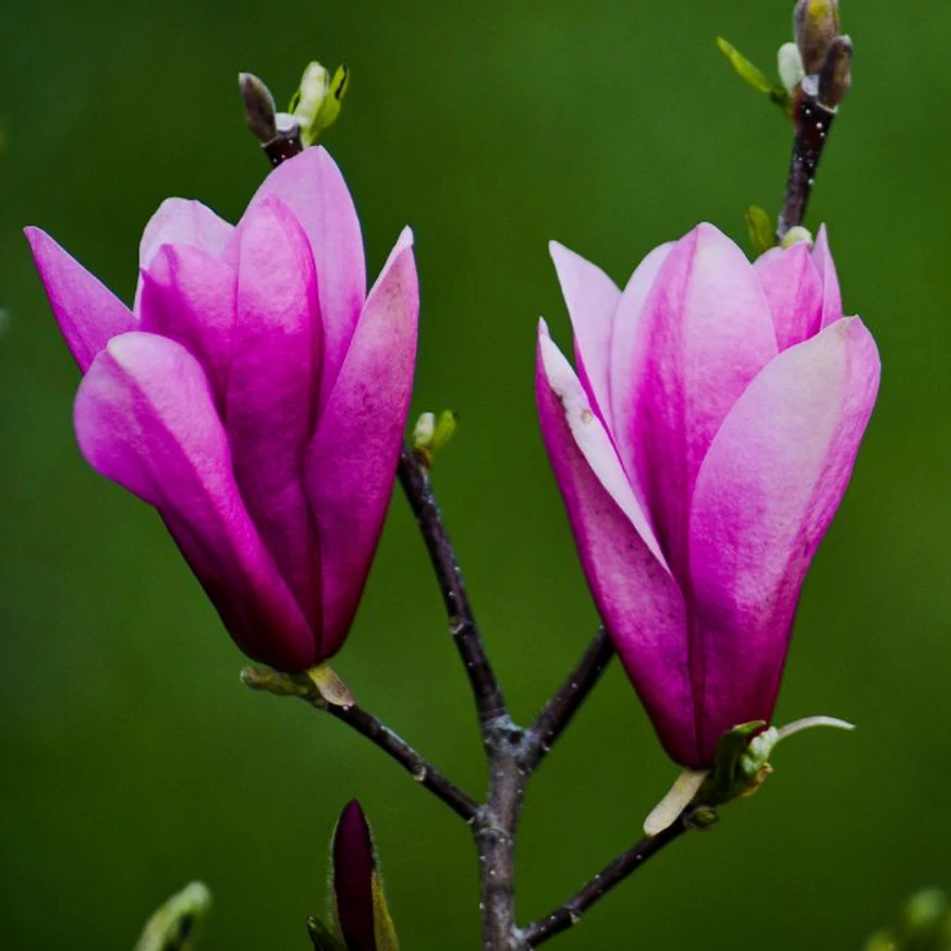 A Magnolia Susan szirmai és virágkelyhei közelről.
