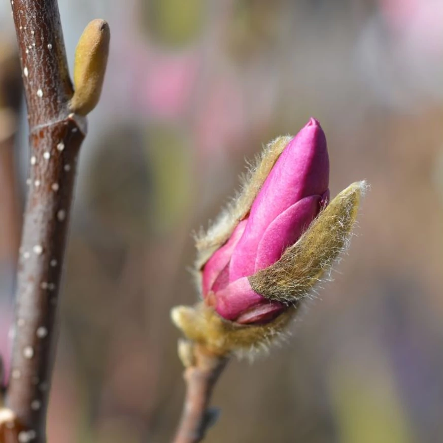 Magnolia Susan K4 - Nagyvirágú liliomfa
