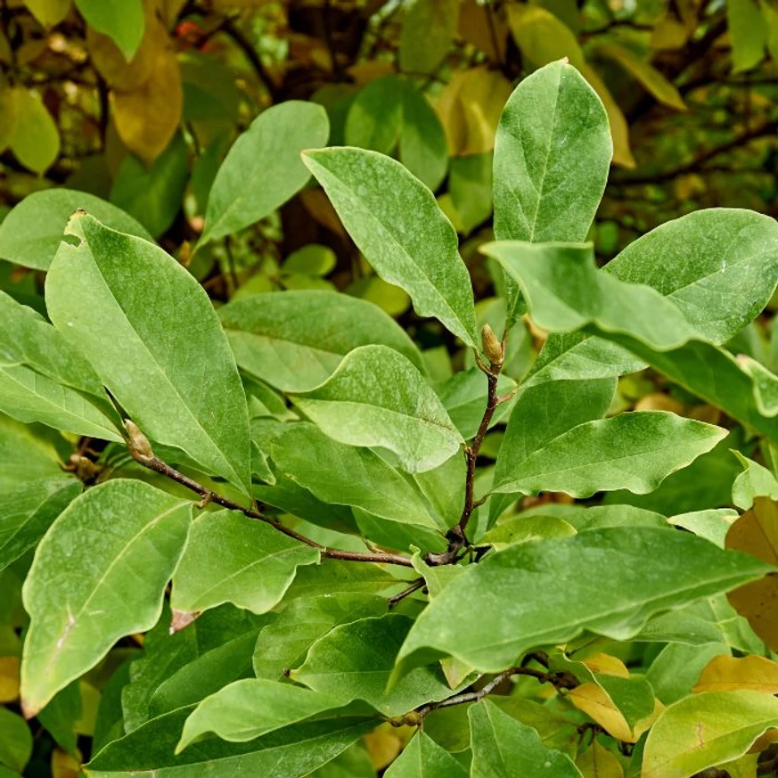 Magnolia Susan K4 - Nagyvirágú liliomfa
