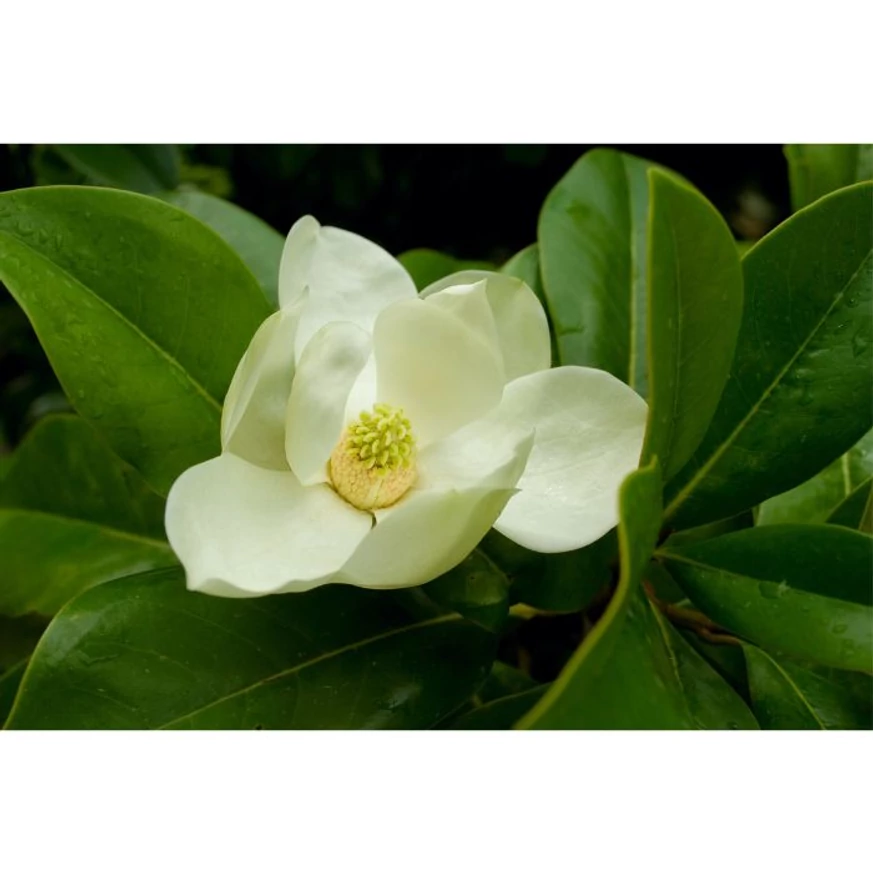 Magnolia denudata Yellow River - Sárga virágú liliomfa