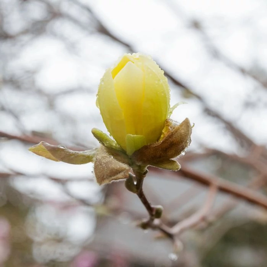 Magnolia denudata Yellow River - Sárga virágú liliomfa