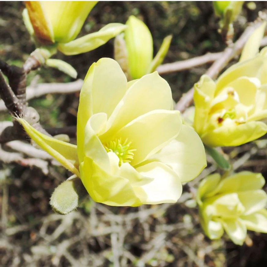 Magnolia denudata Yellow River - Sárga virágú liliomfa