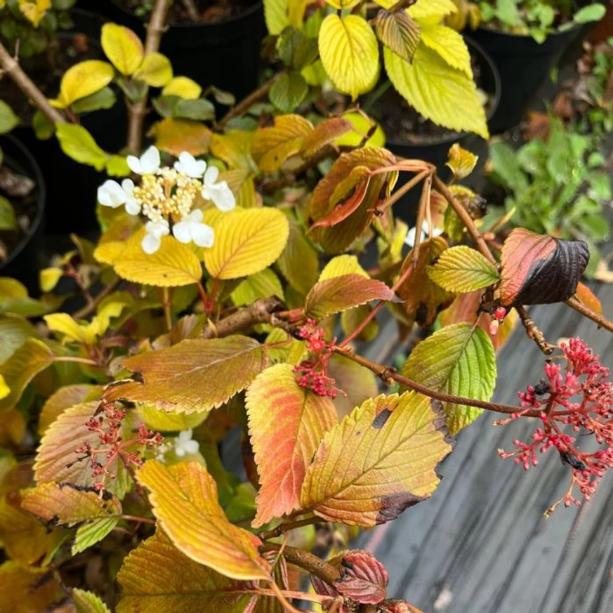 Viburnum plicatum Mariesii K4 - Redős levelű bangita