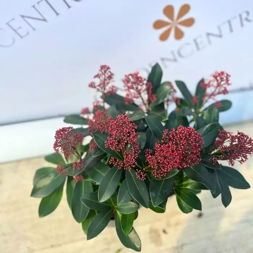 Erős, sötét színű Skimmia japonica Rubella levelek és színes őszi termések.