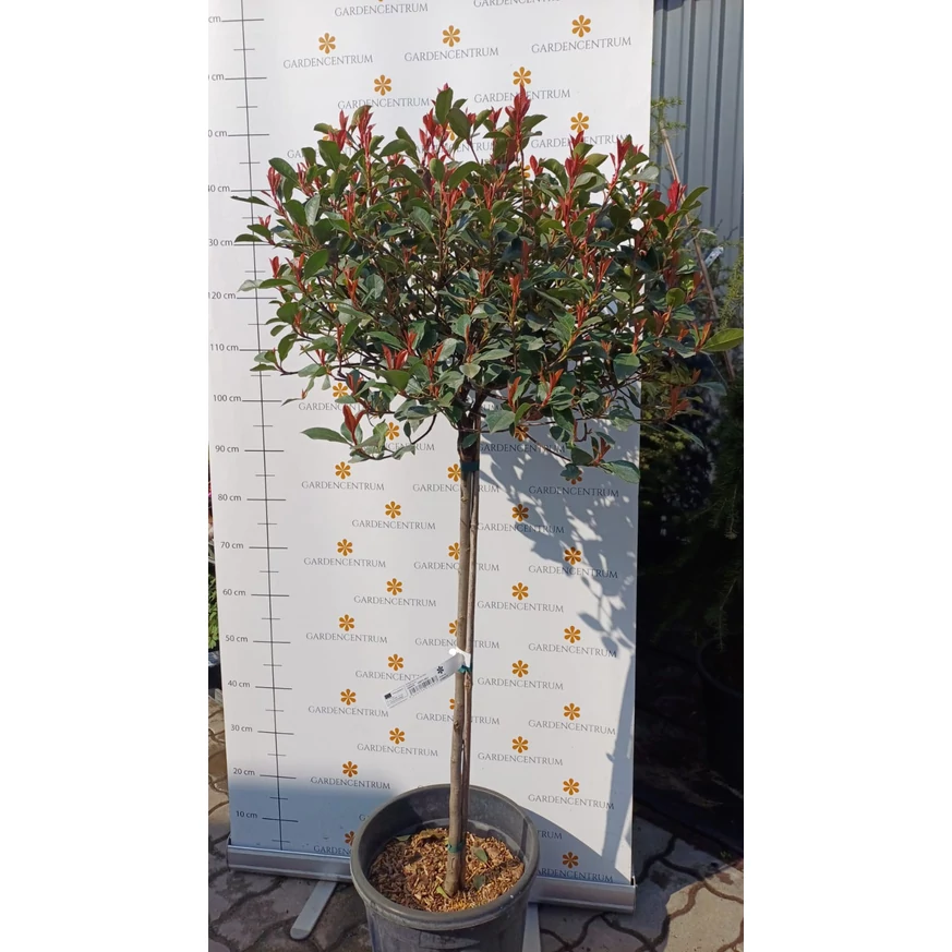Photinia x fraserii Red Robin K7 - Törzses korallberkenye