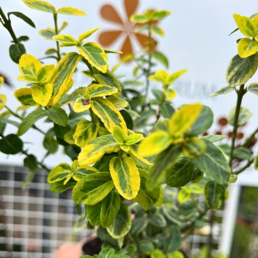 Euonymus fortunei Emerald'n Gold - Terülő kecskerágó