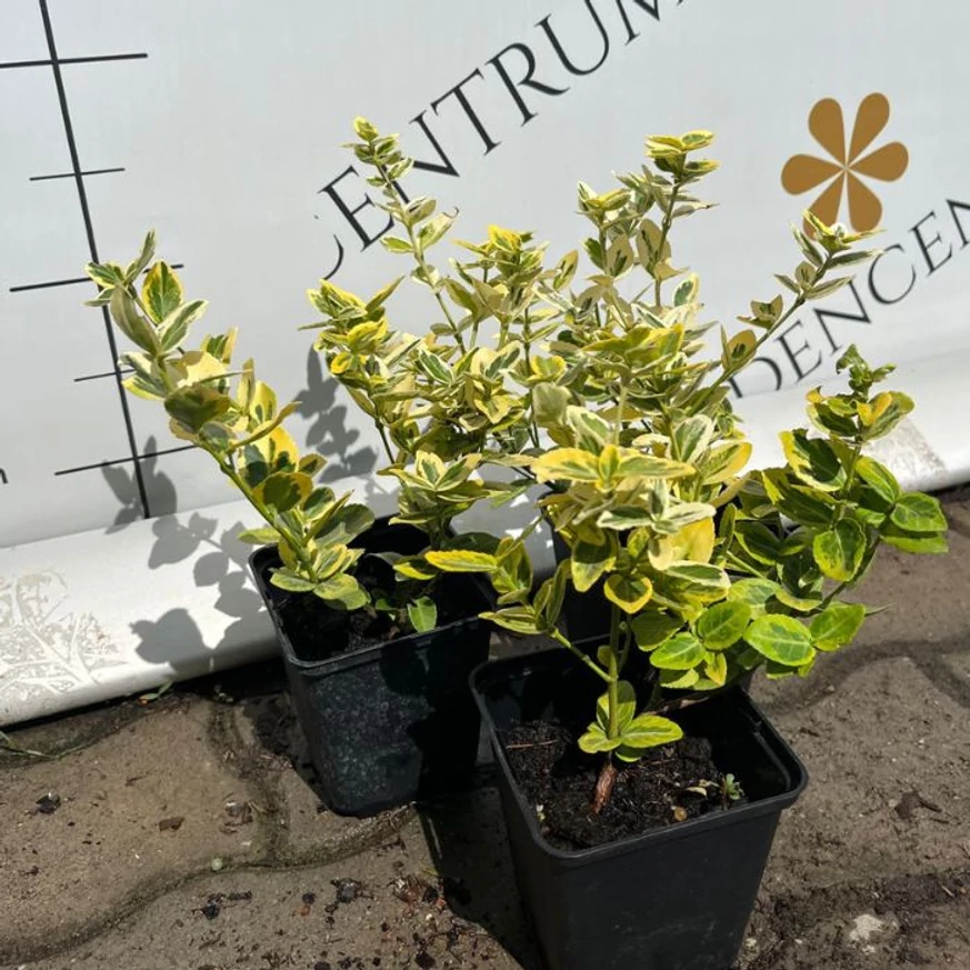 Euonymus fortunei Emerald'n Gold - Terülő kecskerágó