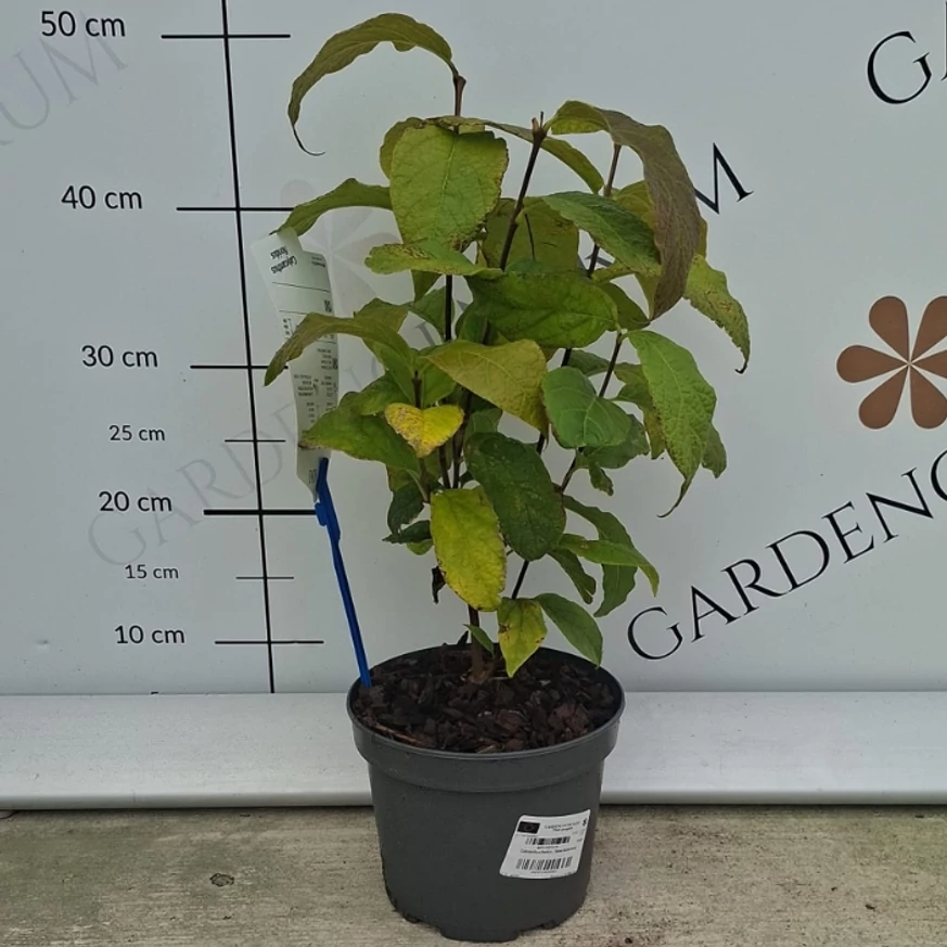 Illatos fűszercserje 2 literes konténerben telephelyünkön, szeptemberben. 