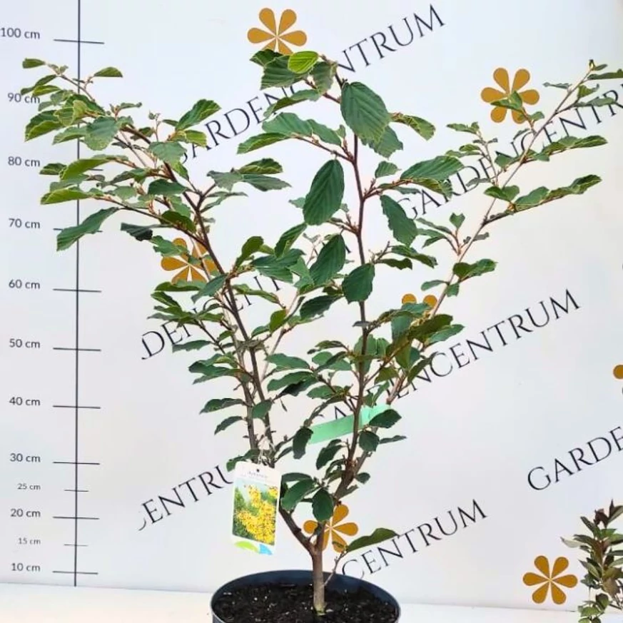 A Hamamelis, varázsmogyoró leveles állapotában.