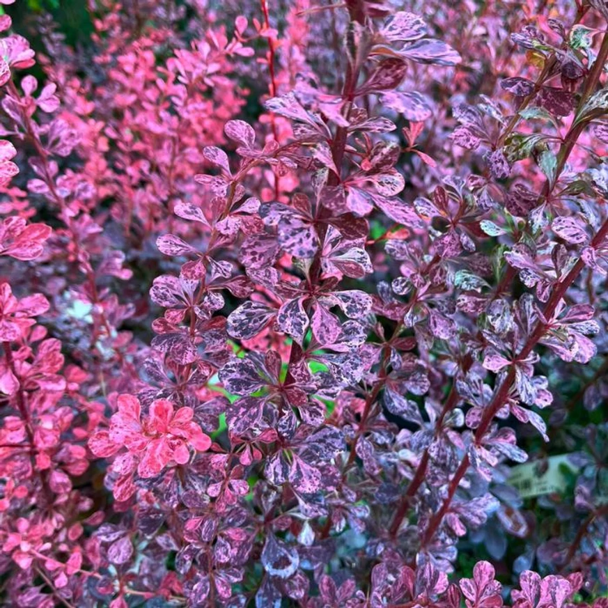 Káprázatos színekben díszít a Berberis thunbergii Rose Glow.