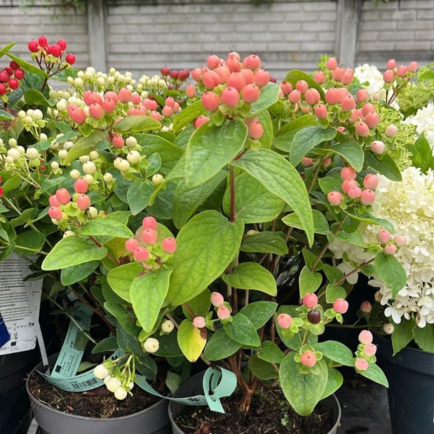 Hypericum Miracle - Orbáncfű