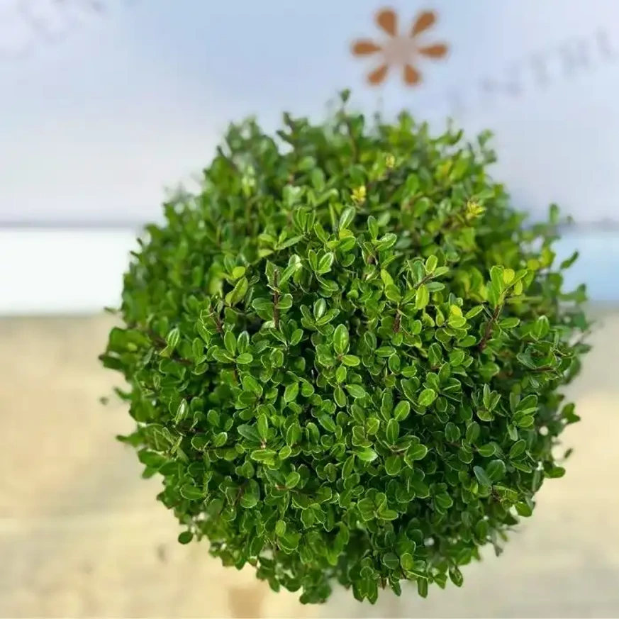 Ilex crenata - Gömb csipkéslevelű magyal