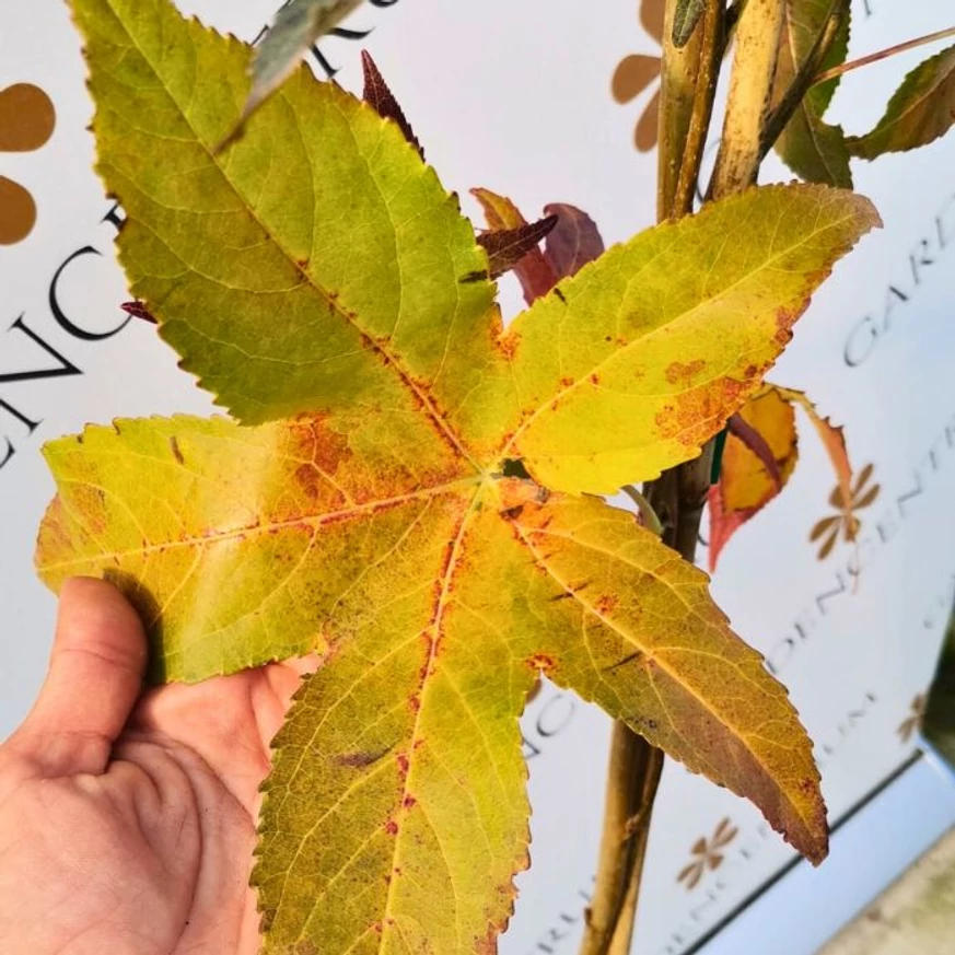 Liquidambar styraciflua Slender Silhouette leveleinek alakja és csodás őszi árnyalatai.