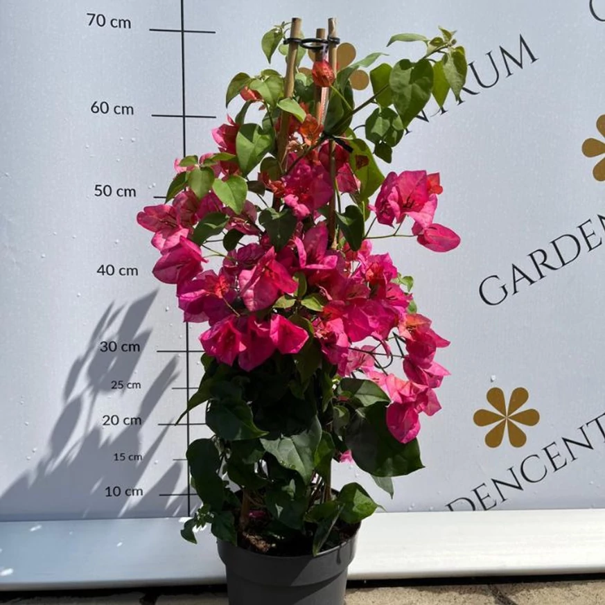 Bougainvillea XL - Murvafürt