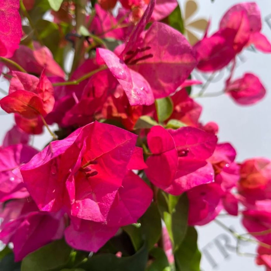 Bougainvillea XL - Murvafürt