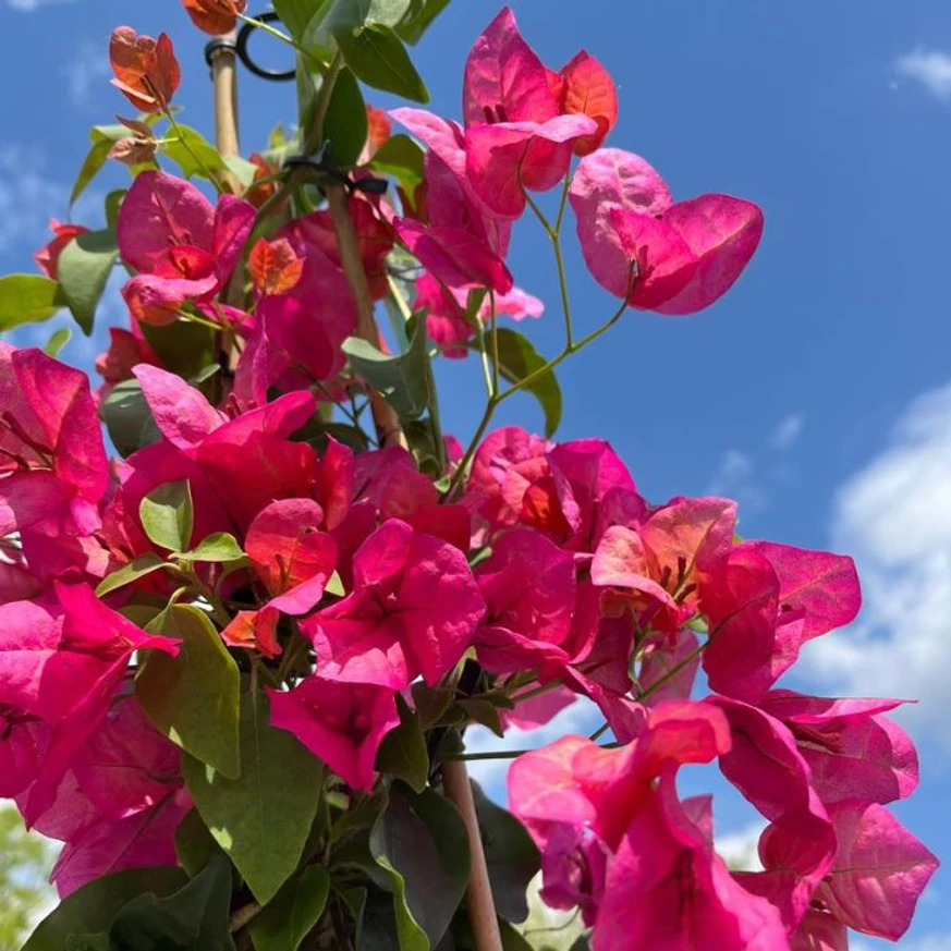 Kertészetünkben található Bougainvillea.