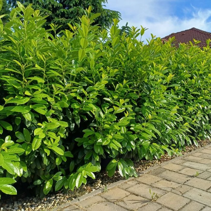 Prunus laurocerasus Novita K2 - Babérmeggy