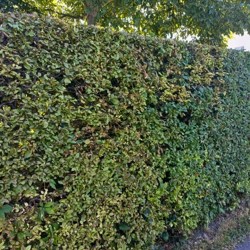 A közönséges gyertyán jól tolerálja a metszést és a formára nyírást.