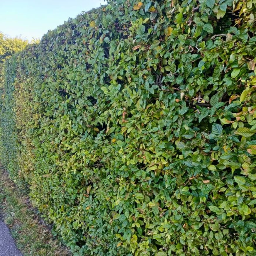 Carpinus betulus formára nyírt sövény kompakt, elegáns kinézete.