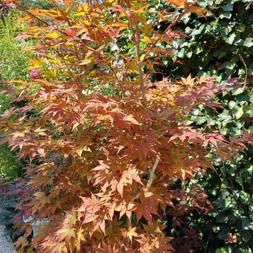 Az Acer palmatum Orange Dream színes lombozata.