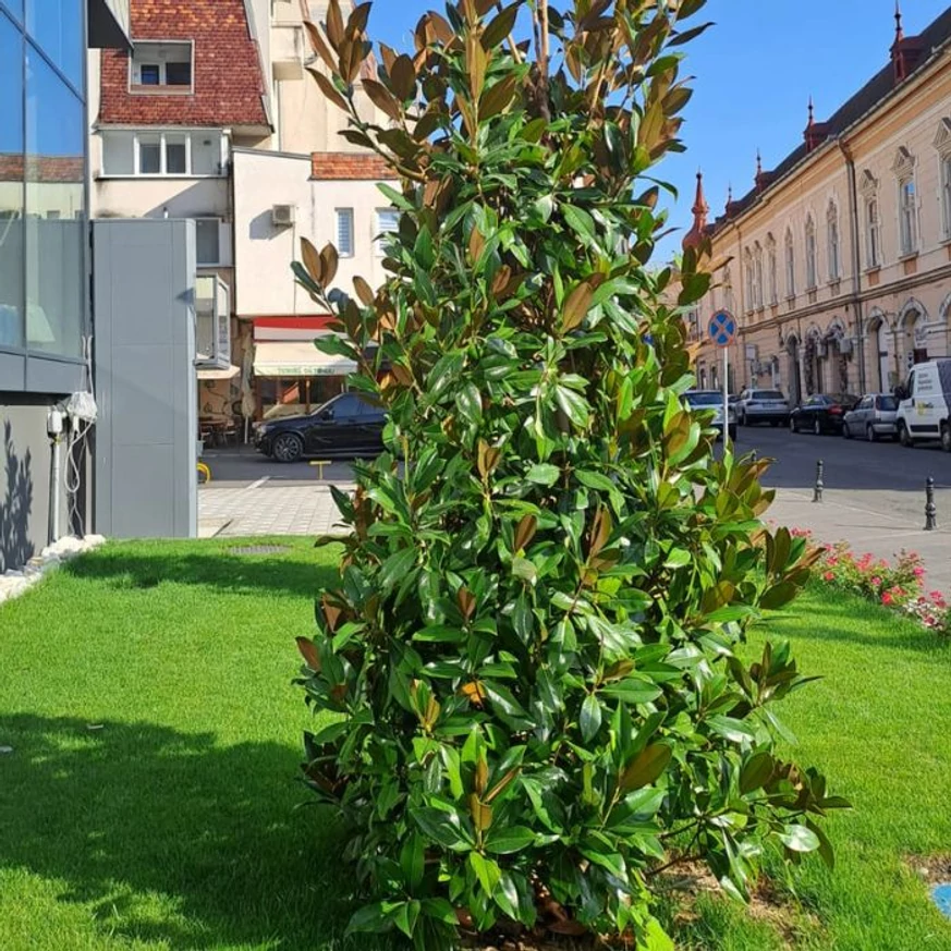 Magnolia grandiflora Gallisoniensis K3 - Fehér virágú örökzöld magnólia