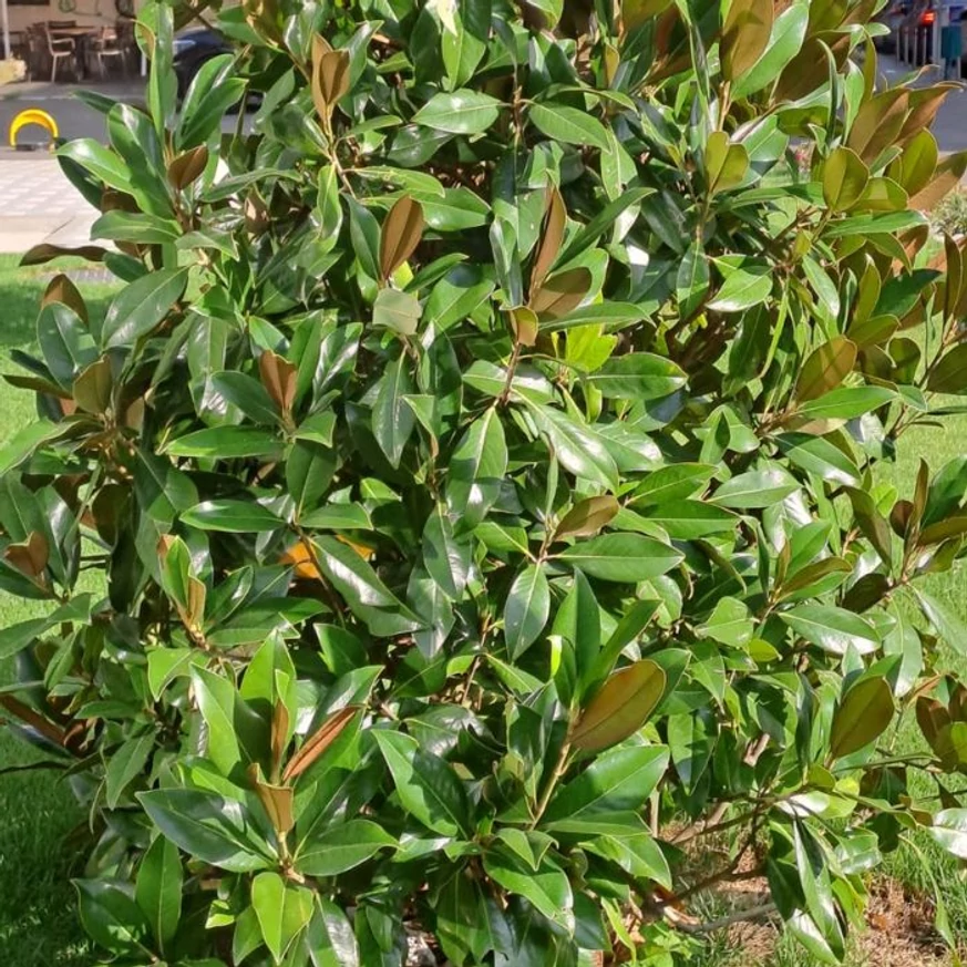 Magnolia grandiflora Gallisoniensis K3 - Fehér virágú örökzöld magnólia