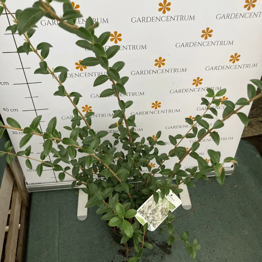 Osmanthus x burkwoodii K2 - Burkwood illatcserje