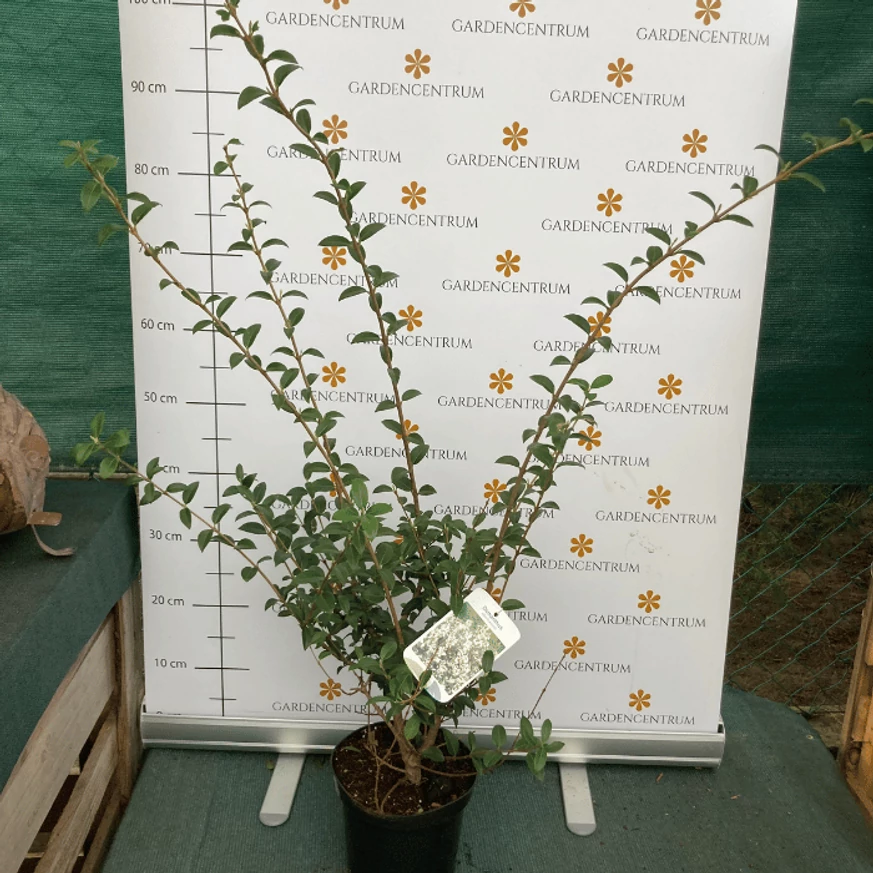 Osmanthus x burkwoodii K2 - Burkwood illatcserje
