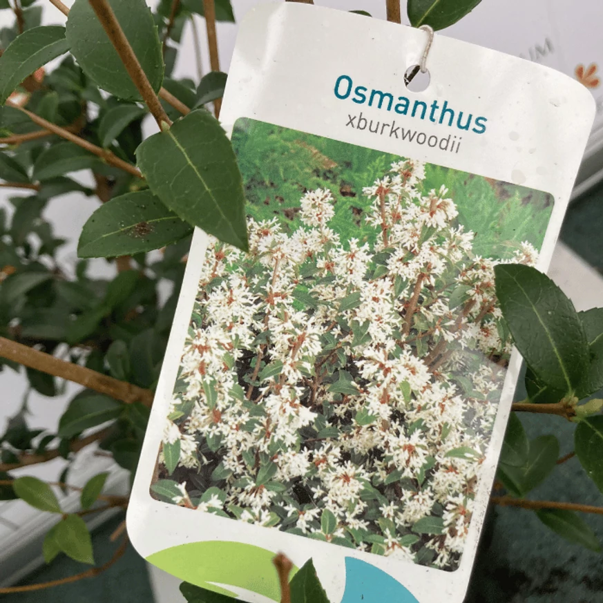Osmanthus x burkwoodii K2 - Burkwood illatcserje