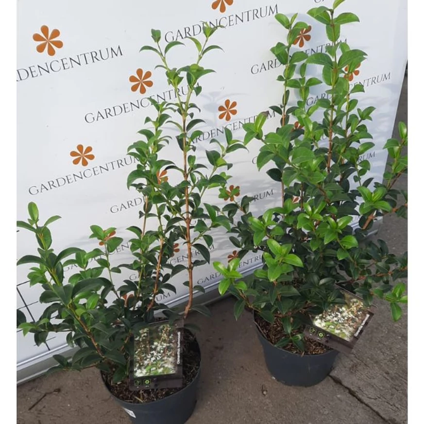 Osmanthus x burkwoodii K2 - Burkwood illatcserje