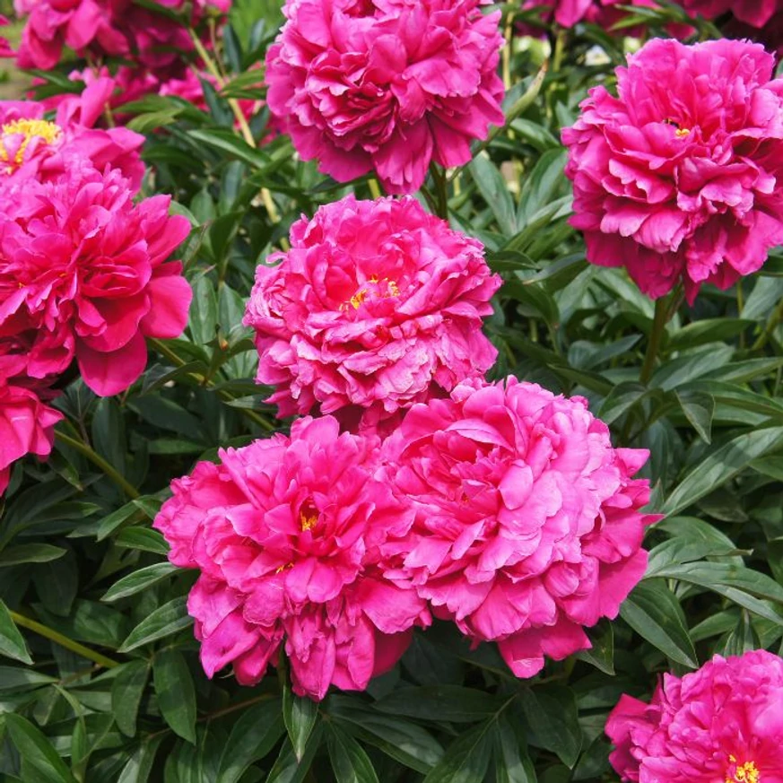 A Paeonia lactiflora Kansas virágzó bokra.