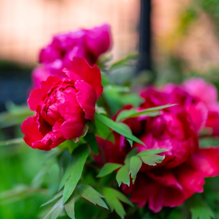 A Paeonia lactiflora Kansas illatos bazsarózsa romantikus virágbimbói.