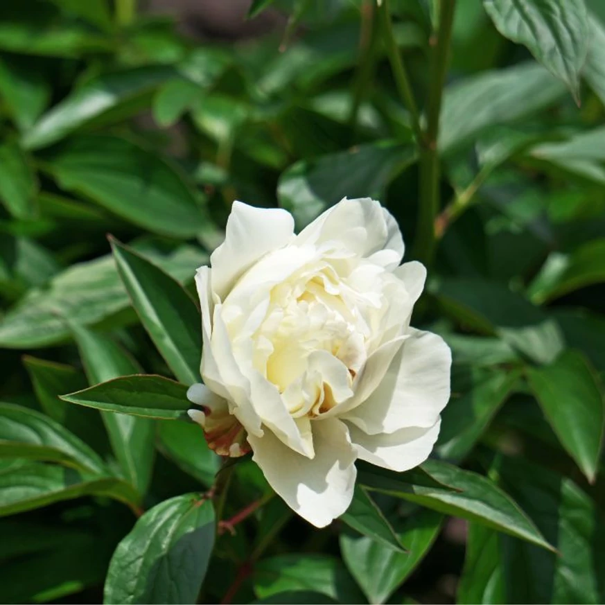 Paeonia lactiflora Lancaster Imperial - Fehér illatos bazsarózsa