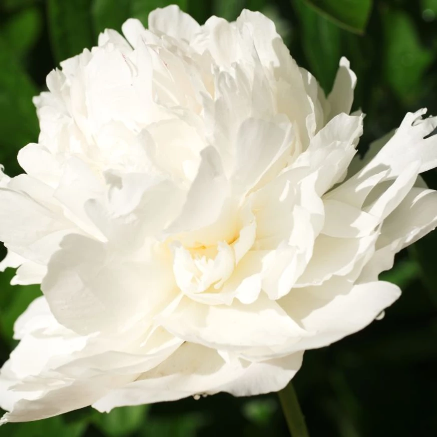 Paeonia lactiflora Lancaster Imperial - Fehér illatos bazsarózsa