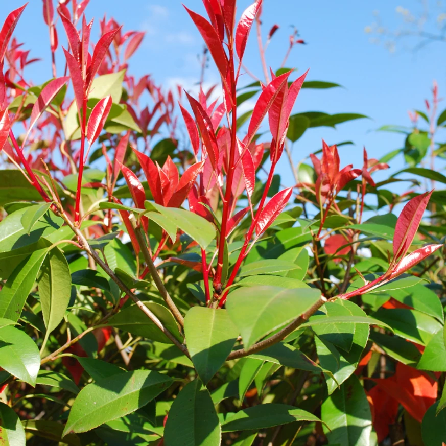 Friss, piros hajtásvégek a Photinia x fraserii Red robin sövényen.