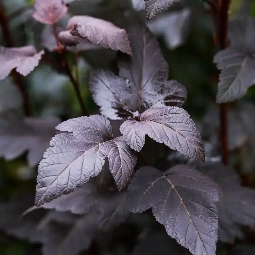 Physocarpus opulifolius Diabolo mélybordó leveleinek formája.