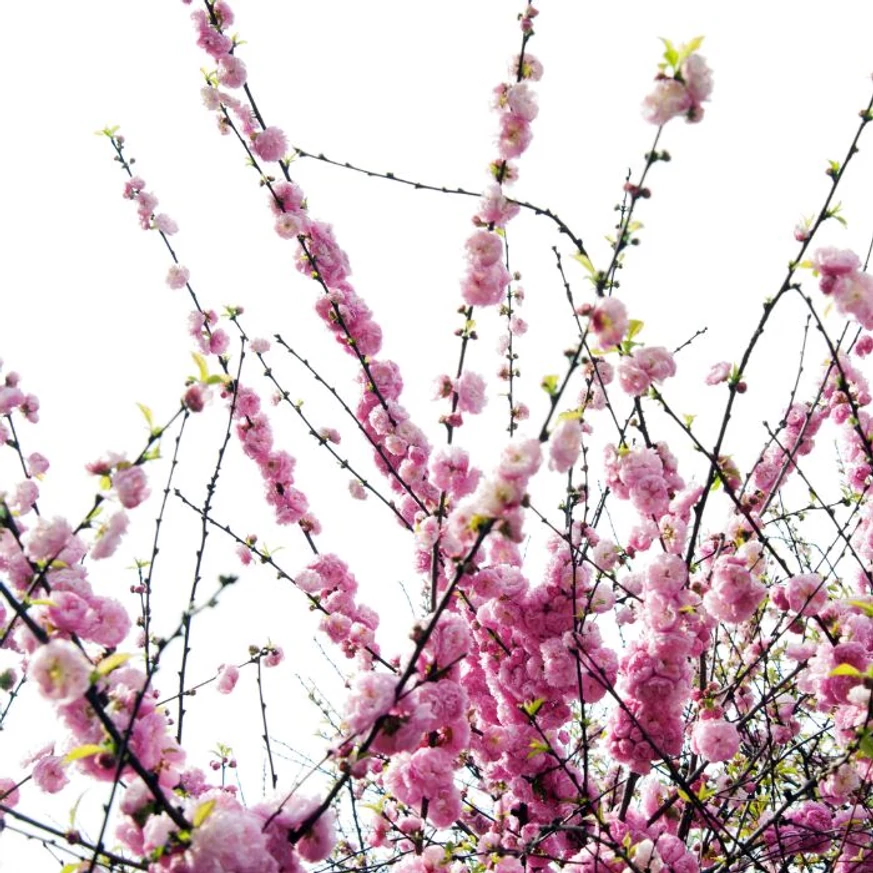 A Prunus triloba kora tavaszi virágpompája.