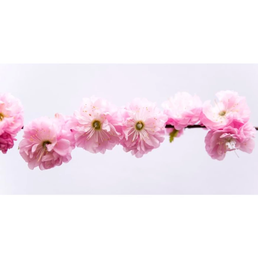 A babarózsa virágai teljesen beborítják a tavaszi csupasz vesszőket.