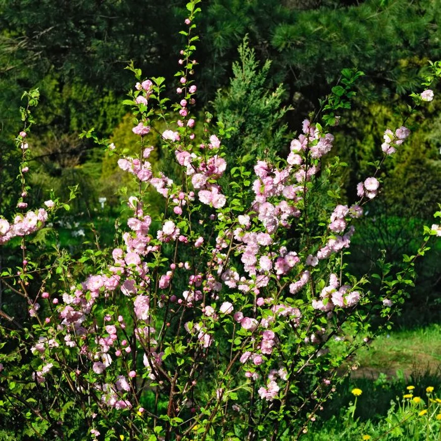 A babarózsa teljes virágzásban.