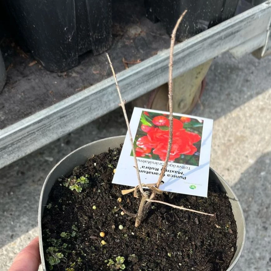 A Punica granatum fiatal hajtásokkal rendelkezik márciusban, telephelyünkön.