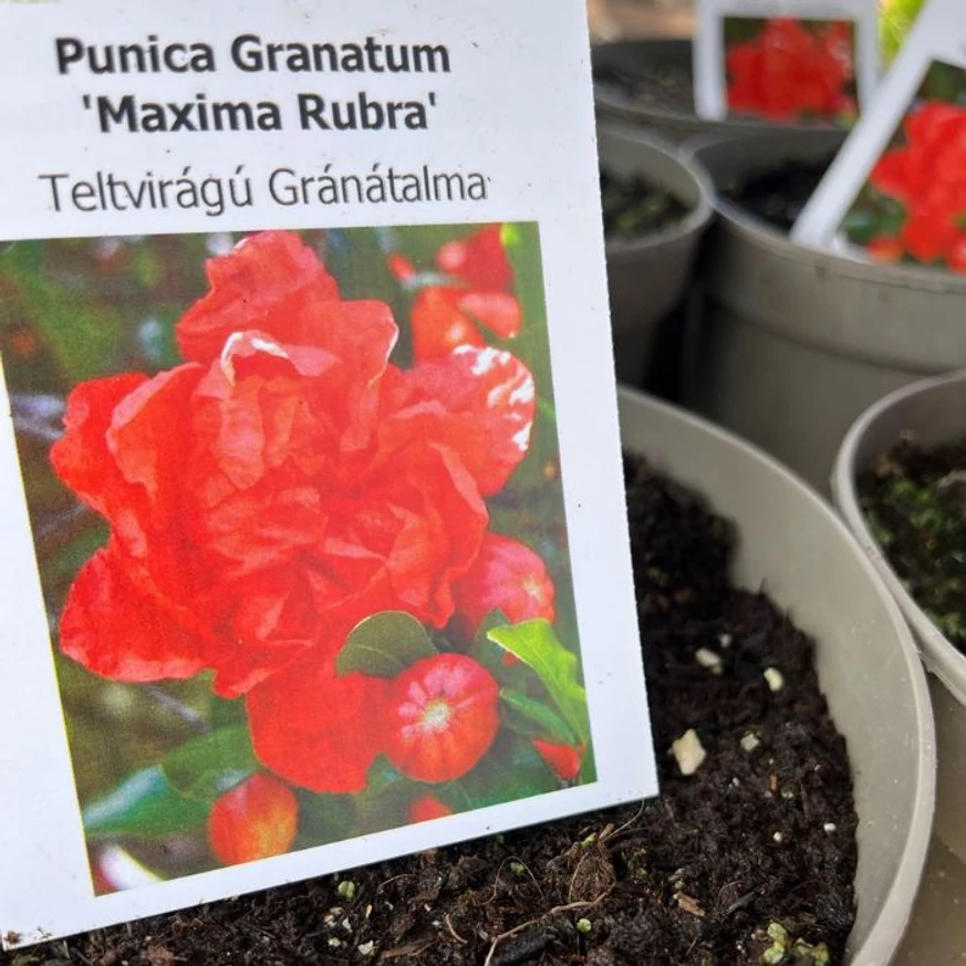 Punica granatum Maxima Rubra címkéje és virágzatának bemutatása.